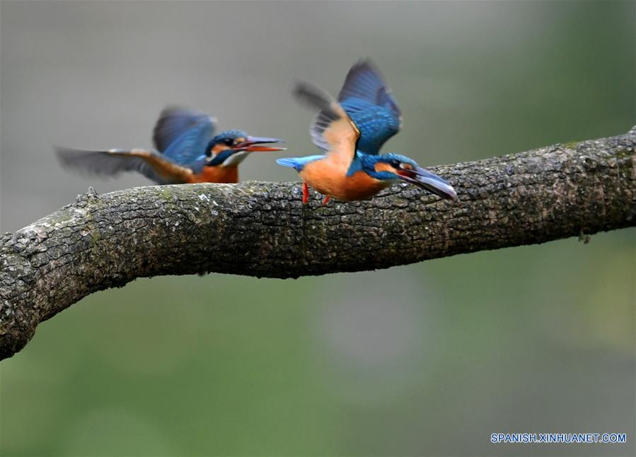 CHINA-FUJIAN-PRIMAVERA-MARTINES PESCADORES