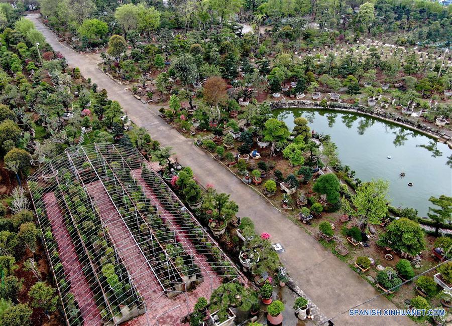 CHINA-HENAN-INDUSTRIA DE PLANTACION DE FLORES Y ARBOLES-ALIVIO DE LA POBREZA