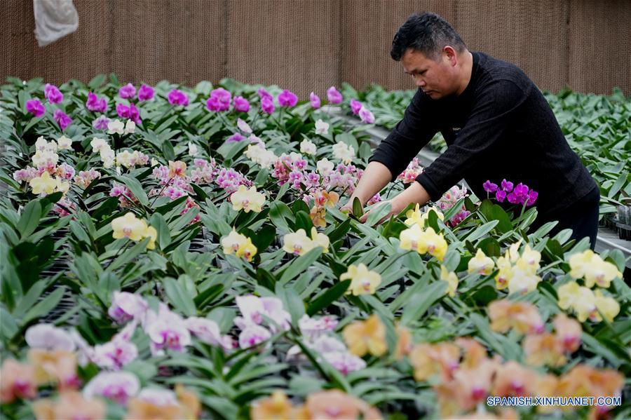 CHINA-HENAN-INDUSTRIA DE PLANTACION DE FLORES Y ARBOLES-ALIVIO DE LA POBREZA