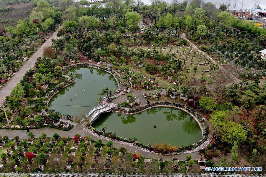 CHINA-HENAN-INDUSTRIA DE PLANTACION DE FLORES Y ARBOLES-ALIVIO DE LA POBREZA