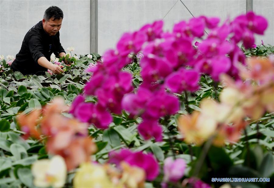 CHINA-HENAN-INDUSTRIA DE PLANTACION DE FLORES Y ARBOLES-ALIVIO DE LA POBREZA