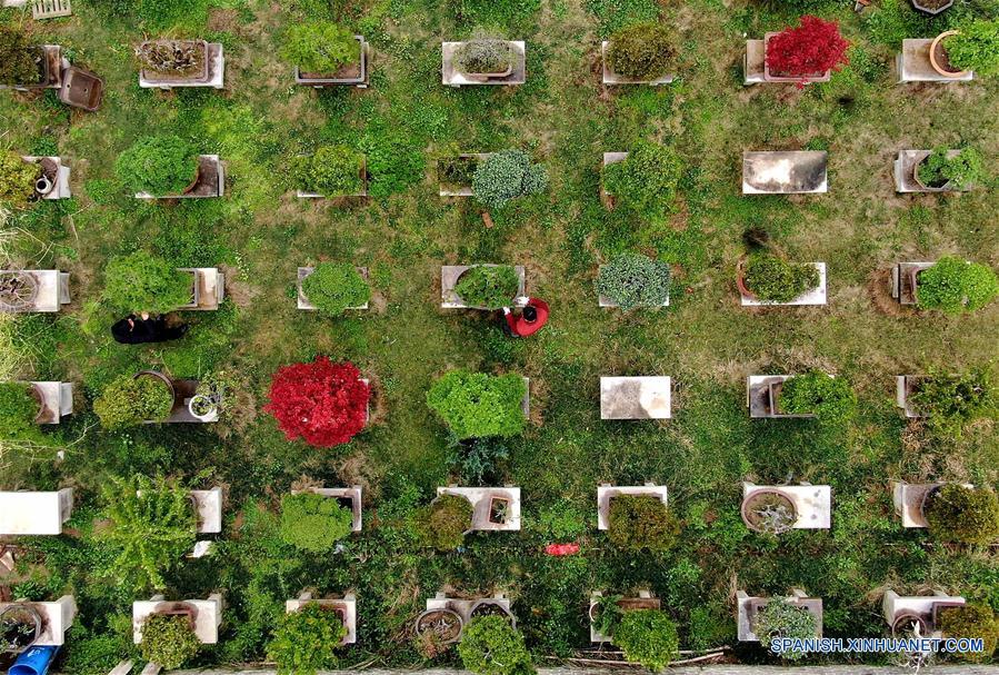 CHINA-HENAN-INDUSTRIA DE PLANTACION DE FLORES Y ARBOLES-ALIVIO DE LA POBREZA