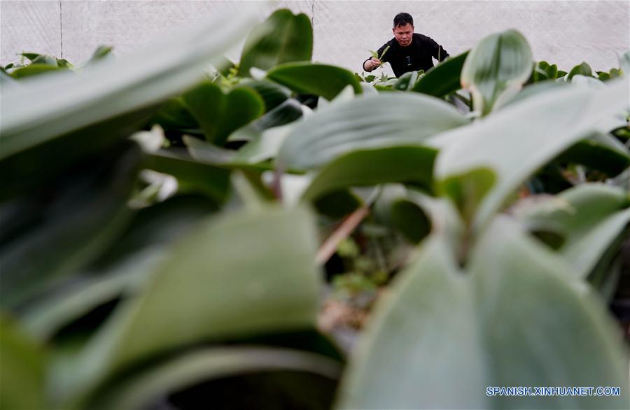 CHINA-HENAN-INDUSTRIA DE PLANTACION DE FLORES Y ARBOLES-ALIVIO DE LA POBREZA