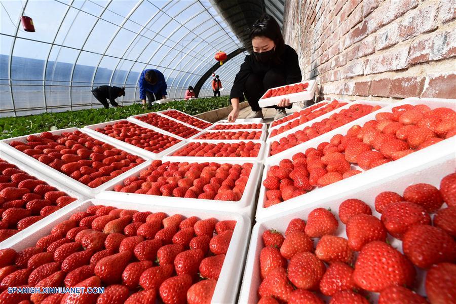 CHINA-HEBEI-TRABAJO DE GRANJA