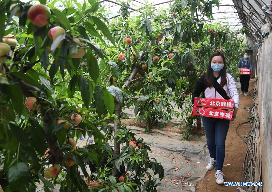 CHINA-BEIJING-PINGGU-DURAZNO PLANO-COSECHA