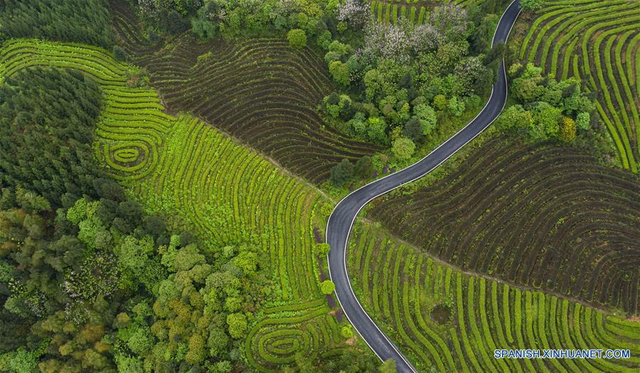 CHINA-SICHUAN-PLANTACION DE TE-PAISAJE