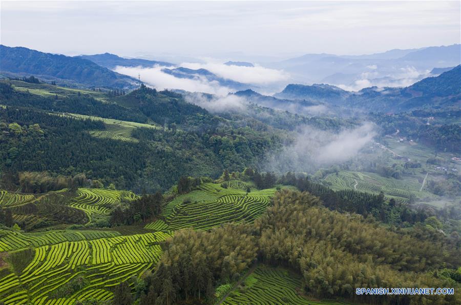 CHINA-SICHUAN-PLANTACION DE TE-PAISAJE