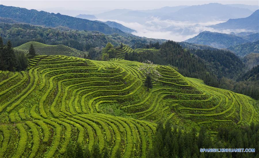 CHINA-SICHUAN-PLANTACION DE TE-PAISAJE