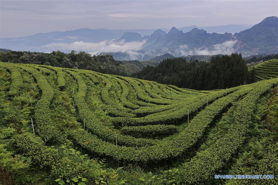 CHINA-SICHUAN-PLANTACION DE TE-PAISAJE