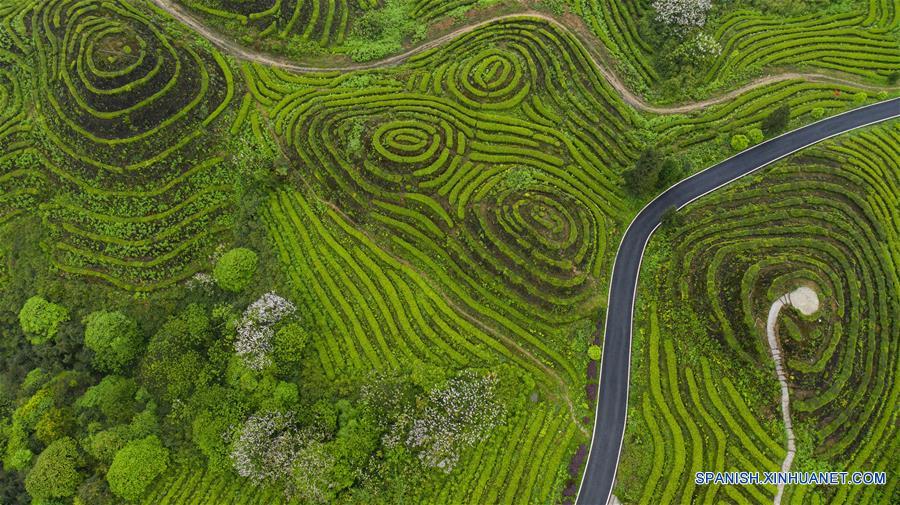 CHINA-SICHUAN-PLANTACION DE TE-PAISAJE