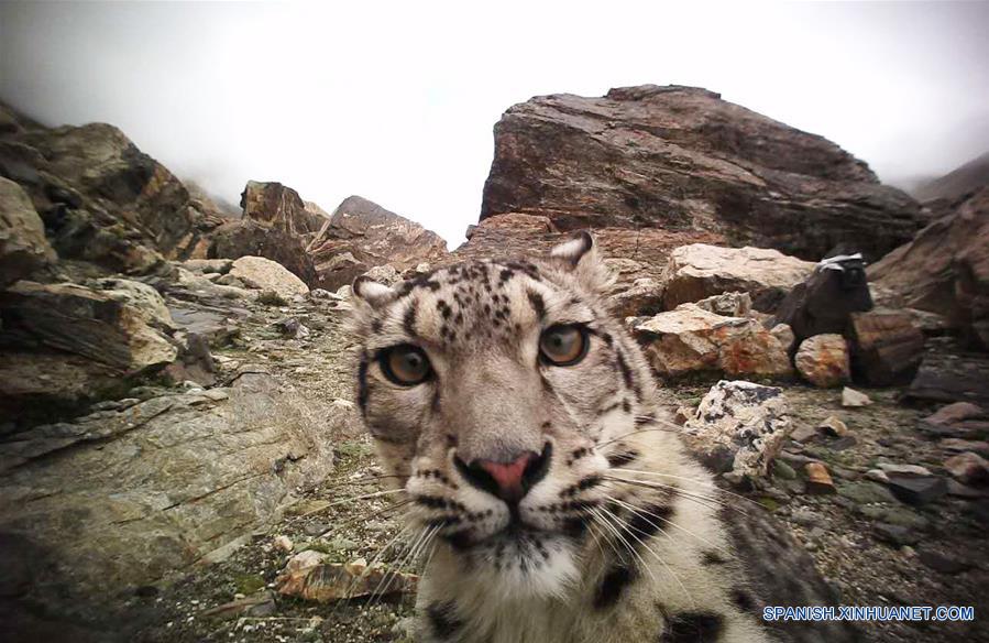 CHINA-TIBET-MONTE QOMOLANGMA-FAUNA SILVESTRE-SERIE