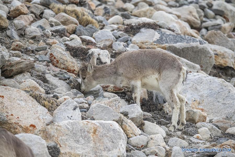 CHINA-TIBET-MONTE QOMOLANGMA-FAUNA SILVESTRE-SERIE