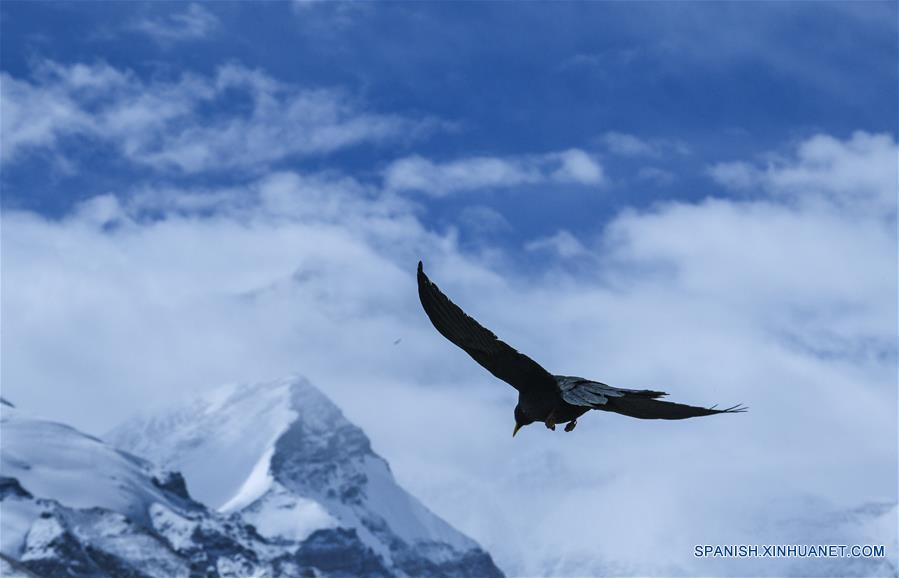 CHINA-TIBET-MONTE QOMOLANGMA-FAUNA SILVESTRE-SERIE