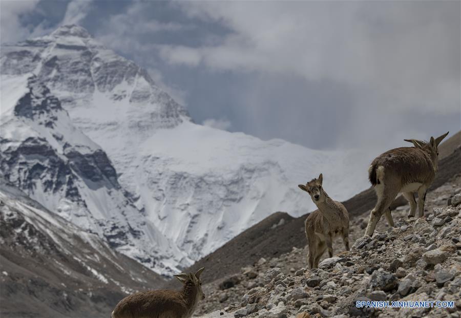 CHINA-TIBET-MONTE QOMOLANGMA-FAUNA SILVESTRE-SERIE