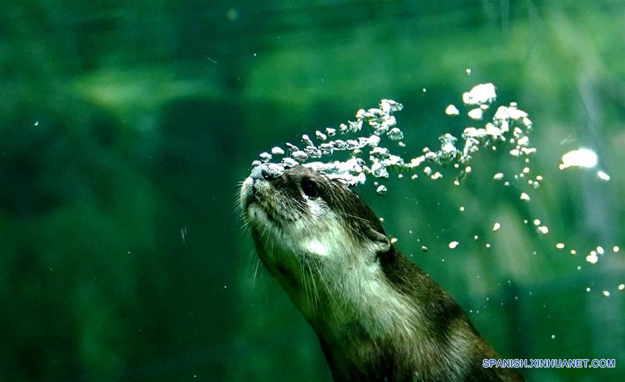 CHINA-SHANGHAI-NUTRIA