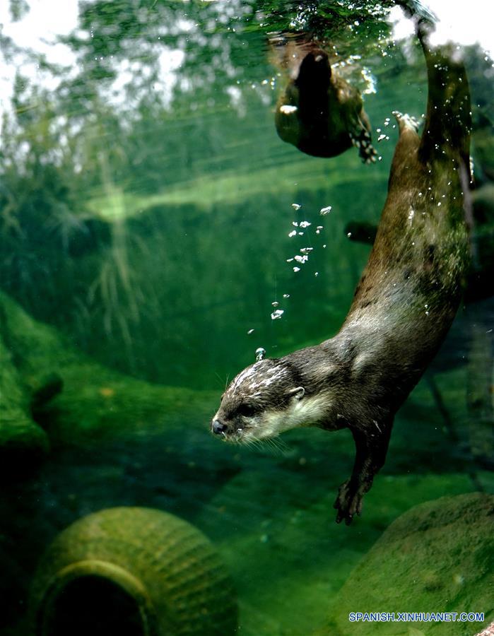 CHINA-SHANGHAI-NUTRIA