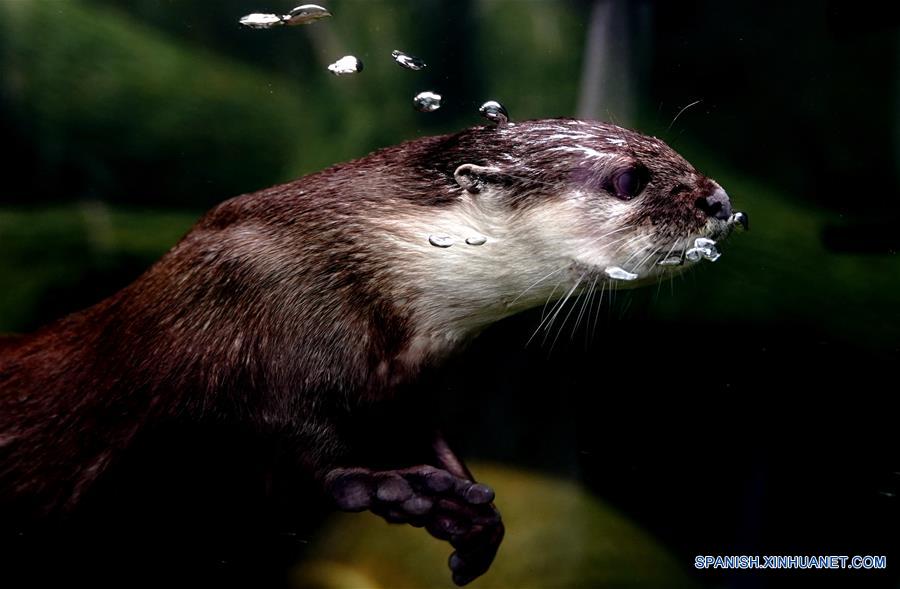 CHINA-SHANGHAI-NUTRIA