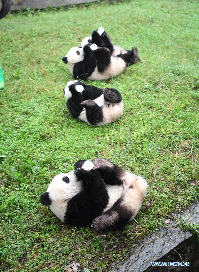 CHINA-CHONGQING-PANDAS GIGANTES-FIESTA DE CUMPLEAÑOS
