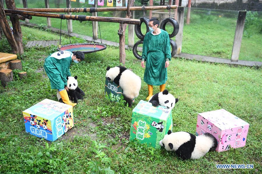 CHINA-CHONGQING-PANDAS GIGANTES-FIESTA DE CUMPLEAÑOS