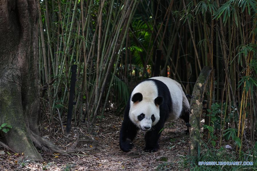 CHINA-GUANGZHOU-PANDAS GIGANTES