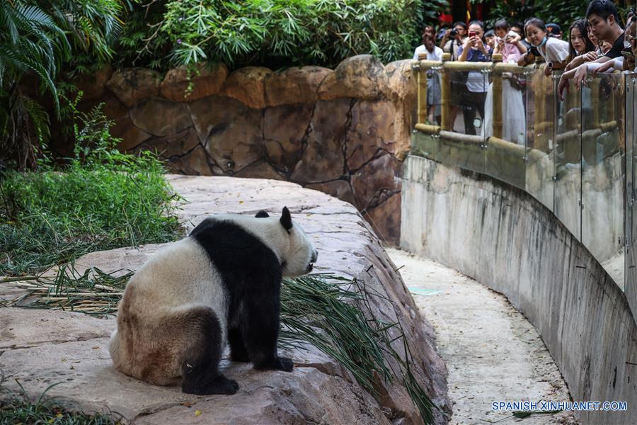CHINA-GUANGZHOU-PANDAS GIGANTES