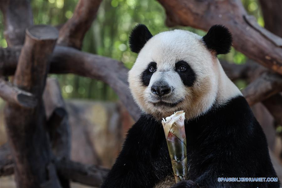CHINA-GUANGZHOU-PANDAS GIGANTES