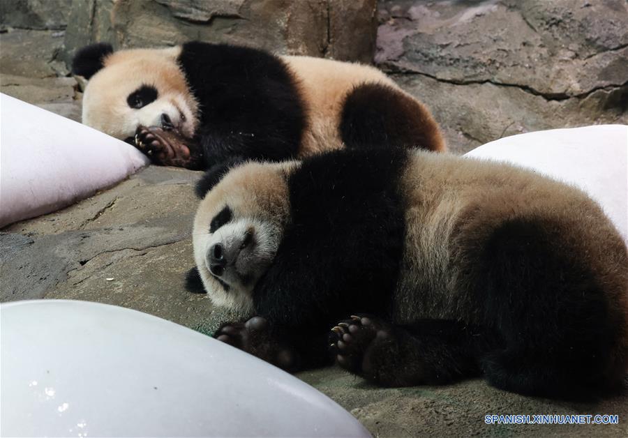 CHINA-GUANGZHOU-PANDAS GIGANTES