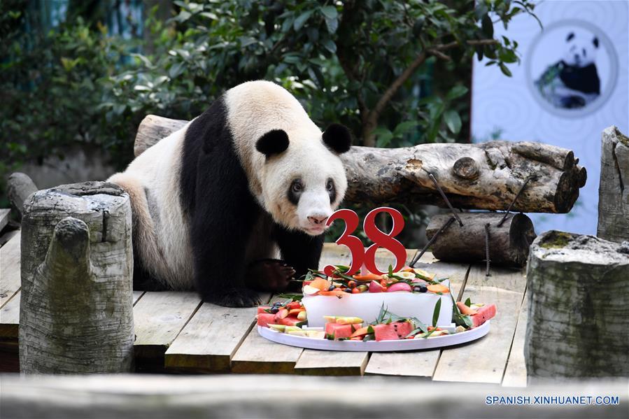 CHINA-CHONGQING-PANDA GIGANTE CAUTIVO MAS LONGEVO-CUMPLEA&Ntilde;OS