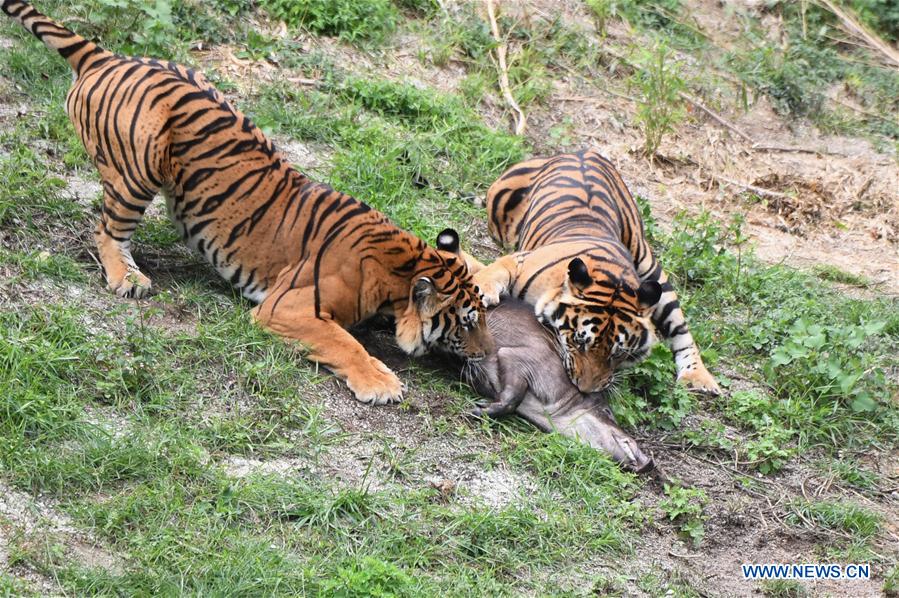 CHINA-FUJIAN-TIGRES DEL SUR DE CHINA-RESERVA NATURAL