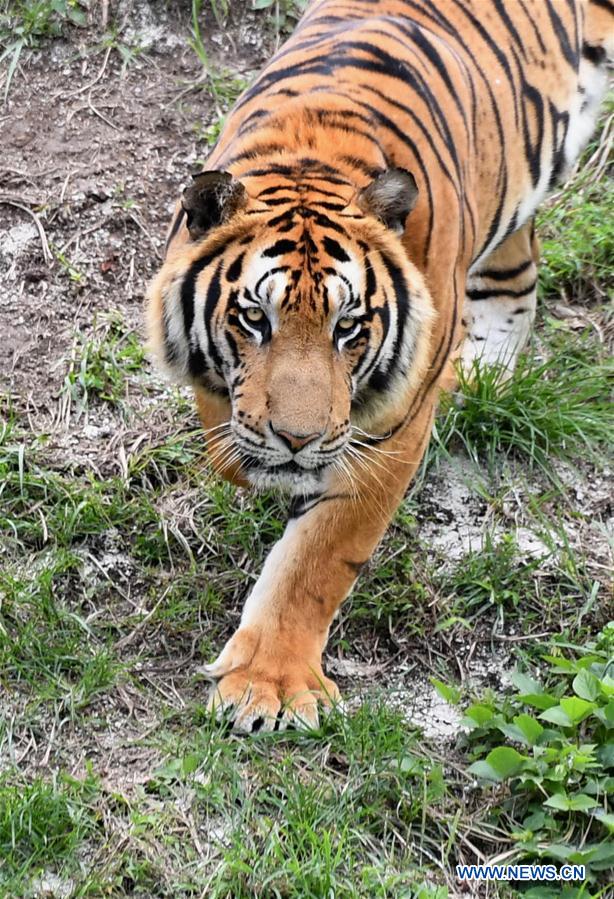CHINA-FUJIAN-TIGRES DEL SUR DE CHINA-RESERVA NATURAL