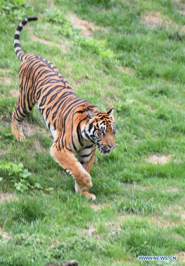 CHINA-FUJIAN-TIGRES DEL SUR DE CHINA-RESERVA NATURAL