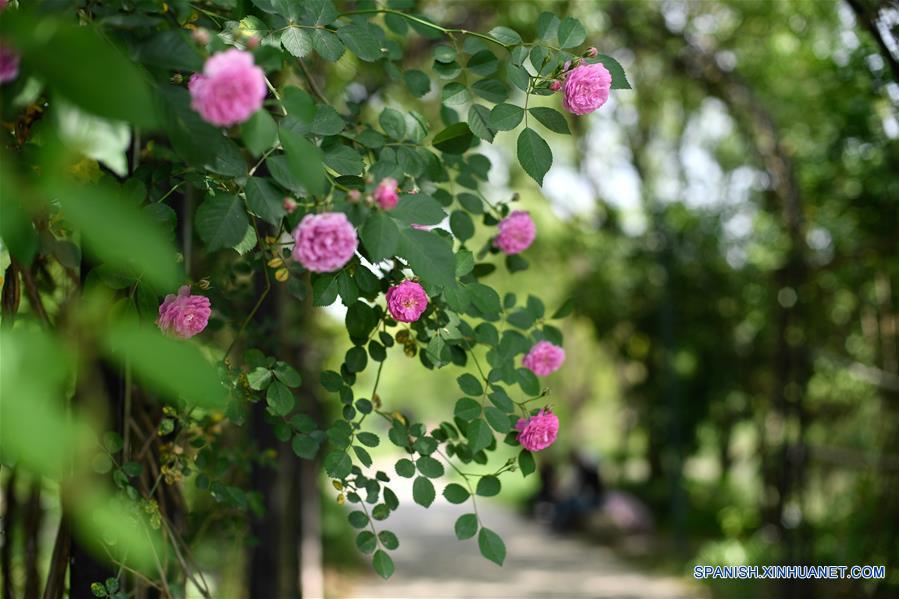 CHINA-ZHEJIANG-HANGZHOU-PARQUE NACIONAL DE LOS HUMEDALES XIXI-SERIE