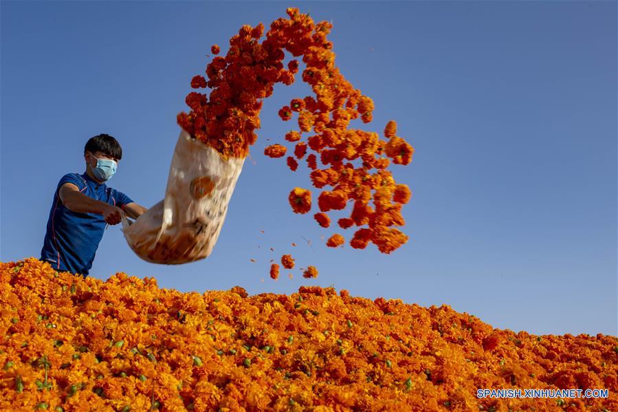 CHINA-XINJIANG-CALENDULA-COSECHA