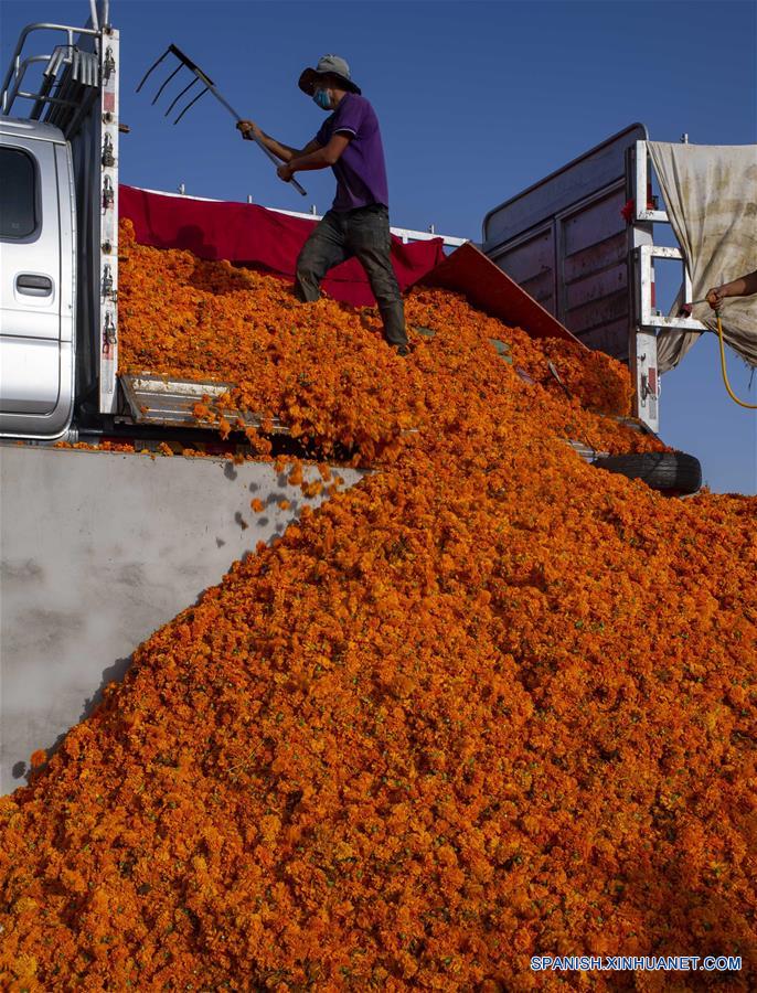 CHINA-XINJIANG-CALENDULA-COSECHA