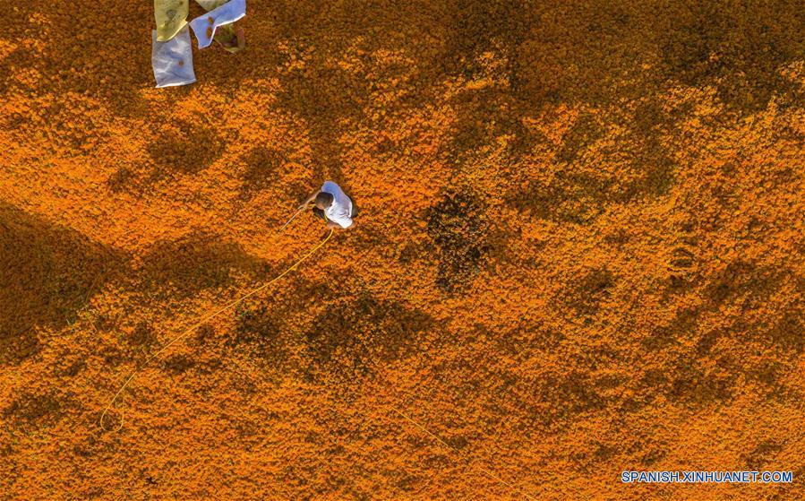 CHINA-XINJIANG-CALENDULA-COSECHA