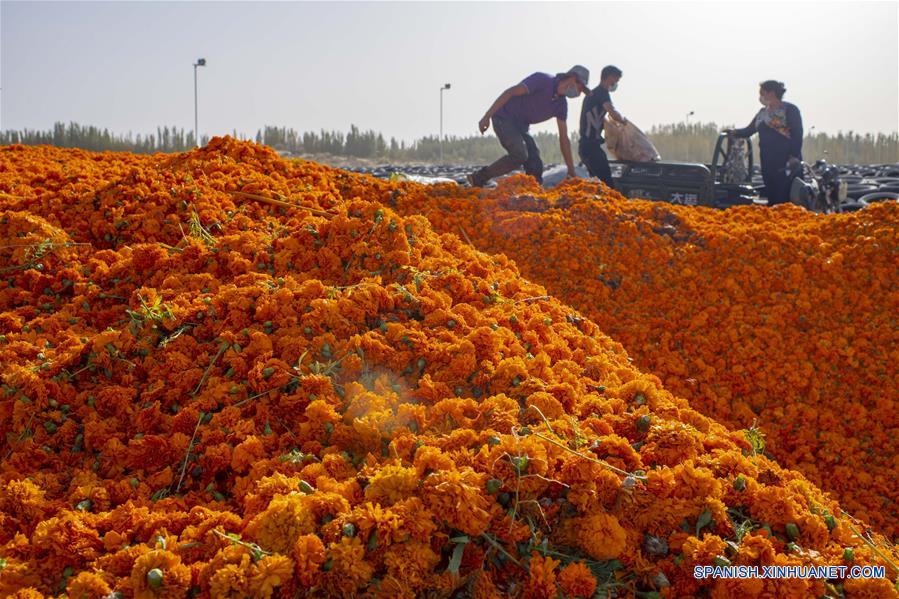 CHINA-XINJIANG-CALENDULA-COSECHA