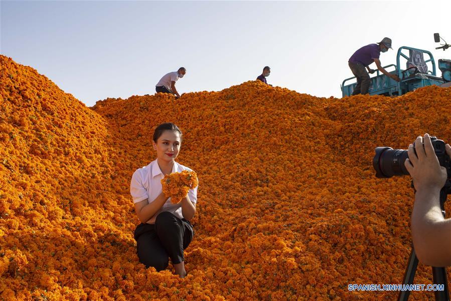 CHINA-XINJIANG-CALENDULA-COSECHA