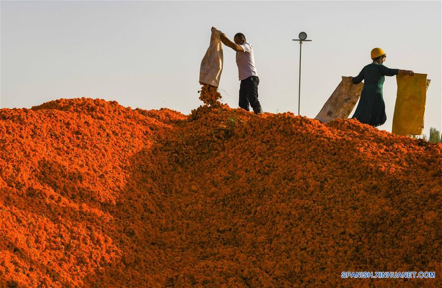 CHINA-XINJIANG-CALENDULA-COSECHA