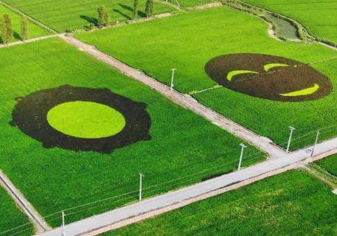 Vista de figuras en arrozales