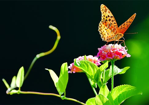 Mariposas y flores en Parque Wenquan en Fuzhou, Fujian