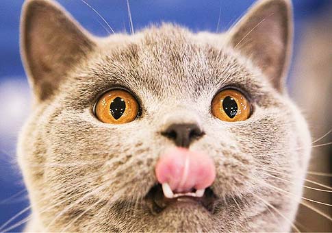 Megaexposici&oacute;n de Gatos en Sao Paulo