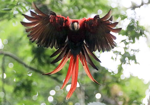 Guacamaya roja, Ave Nacional de Honduras