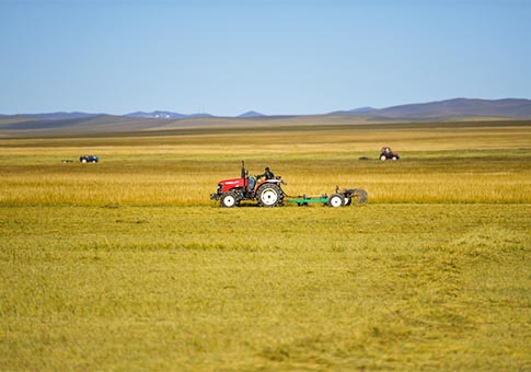 Pastores en Xilin Gol se ocupan con reservar forraje de invierno para rebaños