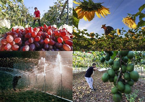 Agricultores trabajan en campos en Hebei