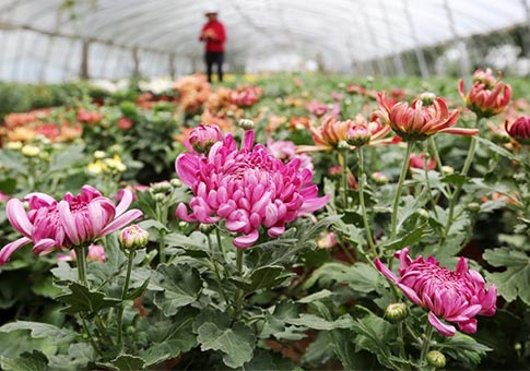 Flores de crisantemo en una base de plantación en Shandong