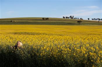Vista de un campo de flores de colza en Cowra Town