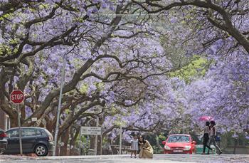 &Aacute;rboles de jacaranda en Pretoria