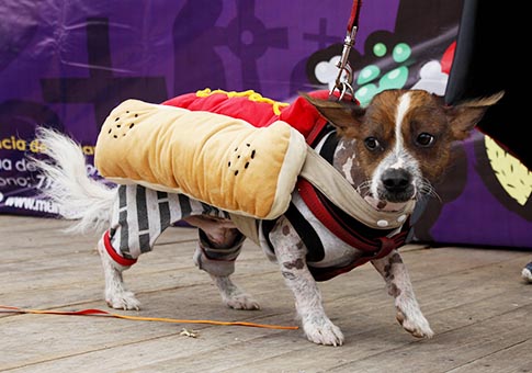 Perú: Concurso "Canoween" en Lima