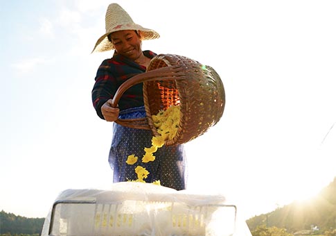 Condado de Wuyuan, con más de 4000 mu de plantaciones de crisantemo