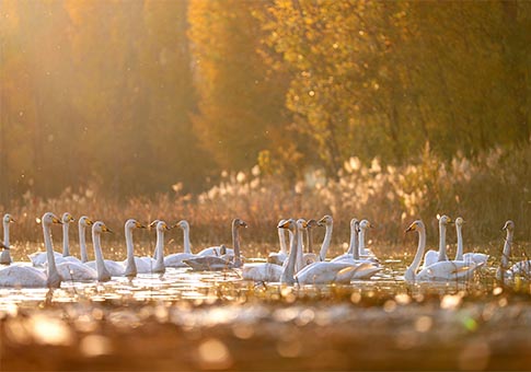Cisnes vuelan desde Siberia a humedal de Sanwan para pasar invierno